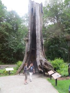Really big trees in Stanley Park